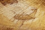 Vibrant, Polished Petrified Wood Slab - Texas #218354-1